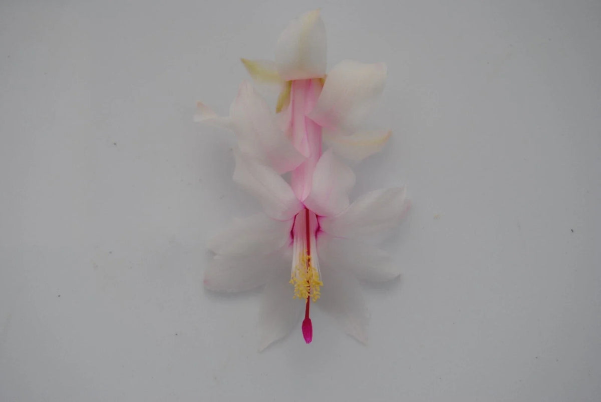 Christmas Cactus Starter Plant - White Modesto - Schlumbergera Truncata - Healthy Well-Rooted Small Plant for Easy Care
