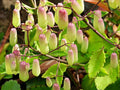 Kalanchoe Pinnata Live Rooted Plant - Leaf of Life - 4 to 6 Inch Pot - Succulent Houseplant