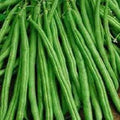 Premium Tendergreen Improved Stringless Bush Bean Seeds - Fresh Non-GMO - Phaseolus vulgaris
