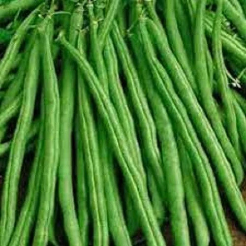 Premium Tendergreen Improved Stringless Bush Bean Seeds - Fresh Non-GMO - Phaseolus vulgaris