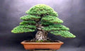 White Spruce Bonsai Seeds - 20+ Premium Seeds - Picea glauca - Ideal for Bonsai Cultivation and Garden Projects