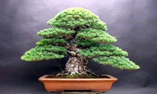 White Spruce Bonsai Seeds - 20+ Premium Seeds - Picea glauca - Ideal for Bonsai Cultivation and Garden Projects