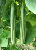 Patola Seeds 15 | Ridge Gourd | Chinese Okra | Angled Luffa Gourd | Sigua (Luffa acutangula)