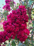 Dynamite Cape Myrtle Seeds - 20 Perennial Flower Seeds - Lagerstroemia indica - US Seller