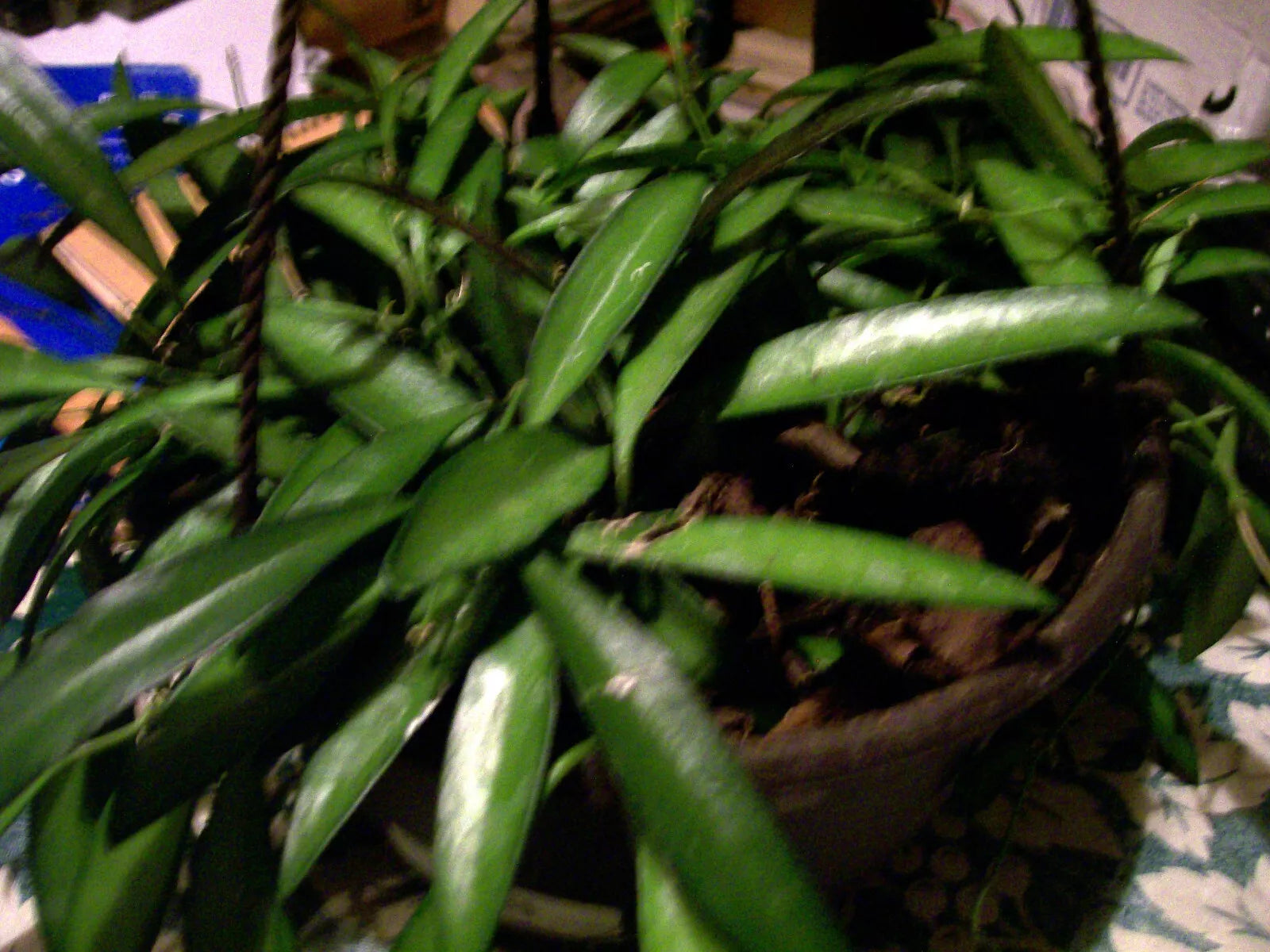 Hoya Longifolia Wall String Bean Plant Starter - Hanging Plant, Heat-Loving, Frost Sensitive - Hoya Longifolia