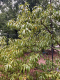 Dwarf Bonfire Patio Peach Tree - Ornamental Live Plant - Outdoor Fruit Tree Cuttings - Prunus persica