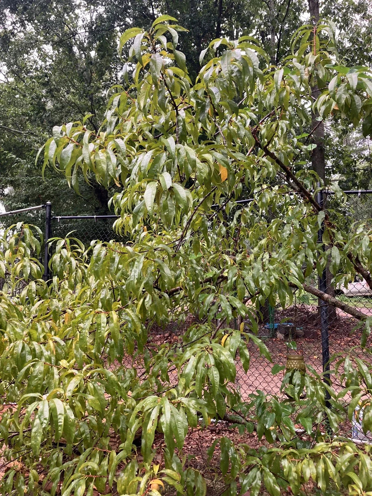Dwarf Bonfire Patio Peach Tree - Ornamental Live Plant - Outdoor Fruit Tree Cuttings - Prunus persica