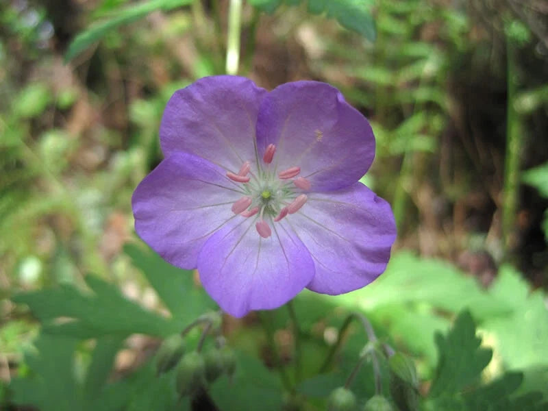 Wild Geranium Bare Root 15 Ct, Geranium maculatum, Native Flowering Plant for Gardens and Landscaping