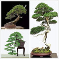 Bonsai Tree Seeds - 30+ Japanese Black Pine Seeds - Prized Evergreen, Pinus thunbergii