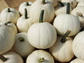 Snowball Pumpkin Seeds - 10 Count - 2 Pound White Varieties (Cucurbita pepo) for Planting