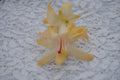 Christmas Cactus Starter Plant - Nutbush City Limits - Schlumbergera Truncata - Healthy Well-Rooted Succulent