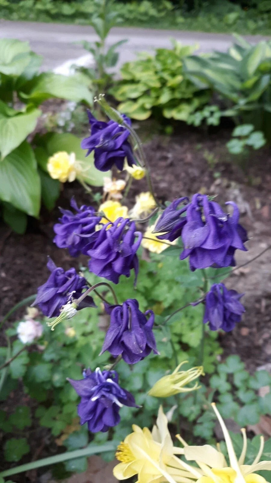 Columbine Mix Seeds - 25+ Perennial Flower Seeds - Aquilegia Varieties for Garden Planting