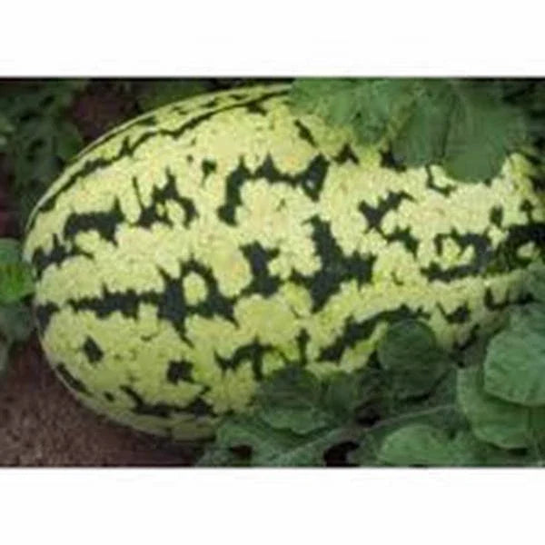 Watermelon Seeds 500 Count Klondike Striped Blue Ribbon Heirloom (Citrullus lanatus)