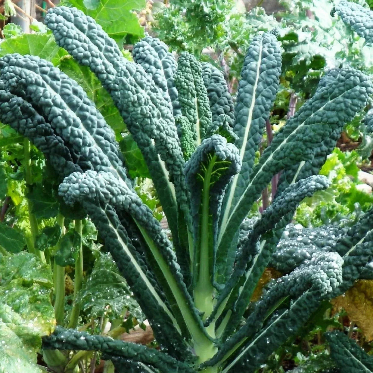 Lacinato Kale Seeds - Italian Tuscan Variety - Brassica oleracea - 2025 Planting - USA Garden
