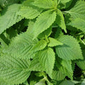 Green Shiso Seeds 50 Perilla Herb Asian Mint Culinary Plant Perilla frutescens - Annual, USA, Free Shipping