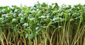 Curled Cress Seeds, 25+ Heirloom Seeds, Broadleaf Variety, Micro Greens, Edible Sprouts, Kitchen Garden