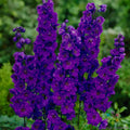 Pacific Giant Black Night Delphinium Seeds - 200+ Seeds for Garden - Delphinium elatum