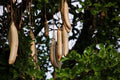 Sausage Tree Seeds - 10 Pack Kigelia africana - Unique African Tree Seeds for Gardening and Landscaping