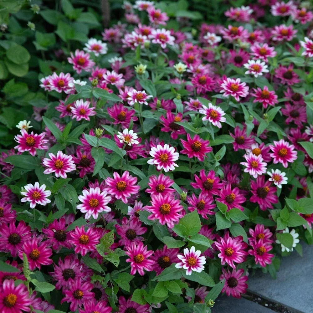 Profusion Cherry Bicolor Zinnia 100 Seeds - for Garden Planting - Zinnia elegans