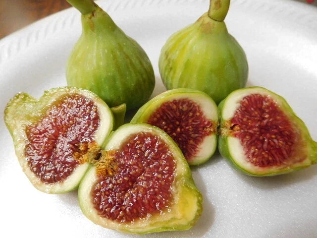 15 Cuttings of Vasillika Sika Fig Tree - Ficus carica - Root Your Own Plants