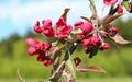 Crimson Cascade Crabapple Seeds - 25+ Premium Seeds for Garden Planting - Malus 'Crimson Cascade' - USA