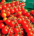 30+ Large Cherry Tomato Seeds - Supersweet Variety - Non-GMO, Organic - Fresh (Solanum lycopersicum)