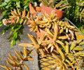 Assorted Rooted Live Succulent Cactus Plants - Garden Starter Set of 5