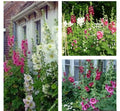 Hollyhock Flower Seeds Mix - 30+ Heirloom Seeds, Colorful Varieties - Alcea rosea