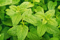 Lemon Balm Seeds - Melissa officinalis - Easy to Grow Herb for Planting - Popular Garden Variety