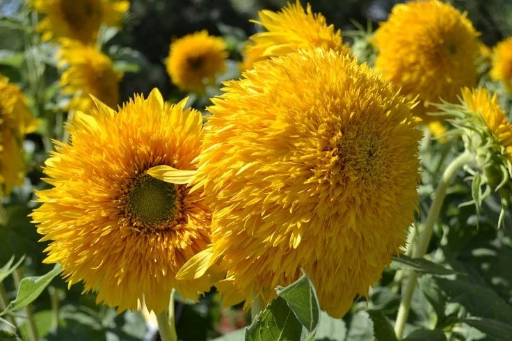 Teddy Bear Sunflower Seeds - Fresh Seed for Planting - Helianthus annuus