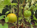 Dosakai Cucumber Seeds - 25+ Pack for Garden Planting - Organic Heirloom Variety - Cucumis sativus