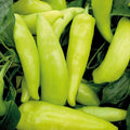 Hungarian Wax Sweet Pepper Seeds - 50+ Count - Yellow-Red Veggies - Capsicum annuum