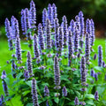 Korean Mint Seeds - 500+ Count - Heirloom Herb Giant Hyssop (Agastache rugosa) for 2025 Planting