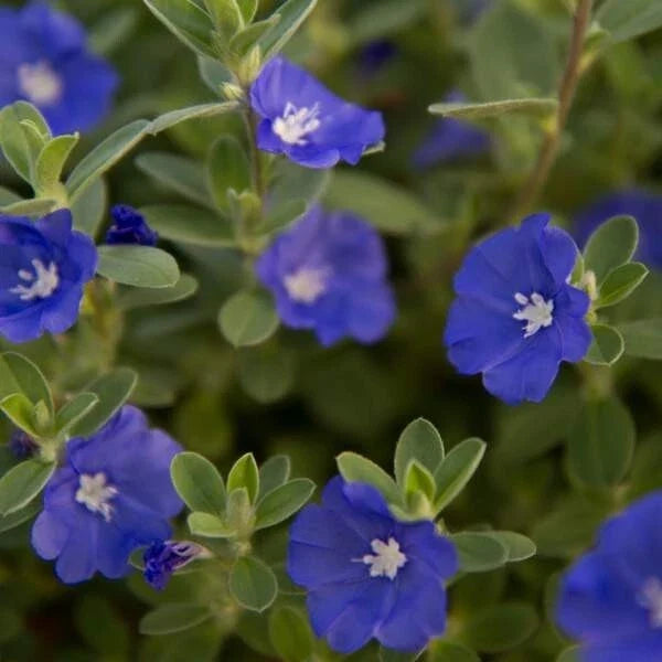 Evolvulus Blue Daze Live Plant Plug - Well-Rooted Ground Cover - Blue Flowers - Perfect for Gardens and Landscaping