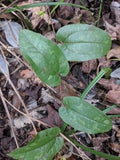 Sarsaparilla Vine 5-Pack Live Rooted (Smilax spp.) Southern Alabama Native Medicinal Plant Hardy Climber