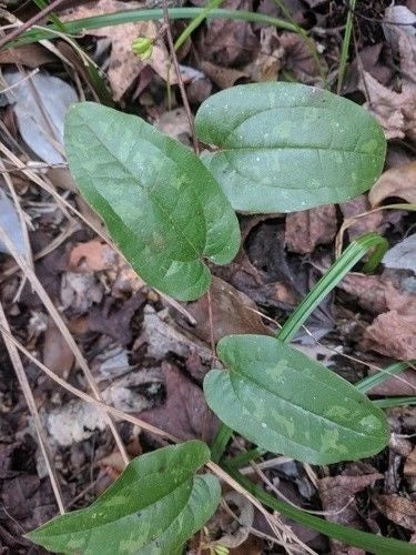 Sarsaparilla Vine 5-Pack Live Rooted (Smilax spp.) Southern Alabama Native Medicinal Plant Hardy Climber