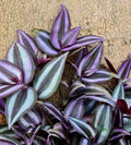 Tradescantia Zebrina Cuttings (10+ Pieces) | Wandering Jew Plant | Healthy and Fast Shipping