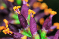 False Indigo Bush Seeds - 100 Seeds - Amorpha fruticosa - Native Plant for Gardens and Landscaping