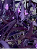 Purple Wandering Jew Live Plant 4" Pot, 6 Shoots, Tradescantia zebrina, Indoor Houseplant, Trailing Vine, Easy Care
