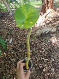 Giant Variegated Golden Pothos Plant - Climbing Hawaiian - Larger Trunk - Epipremnum aureum