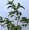 Sugar Cane Jujube Tree Cutting 8" Thin Graft Scion (No Root) - Ziziphus jujuba, Variety T606A