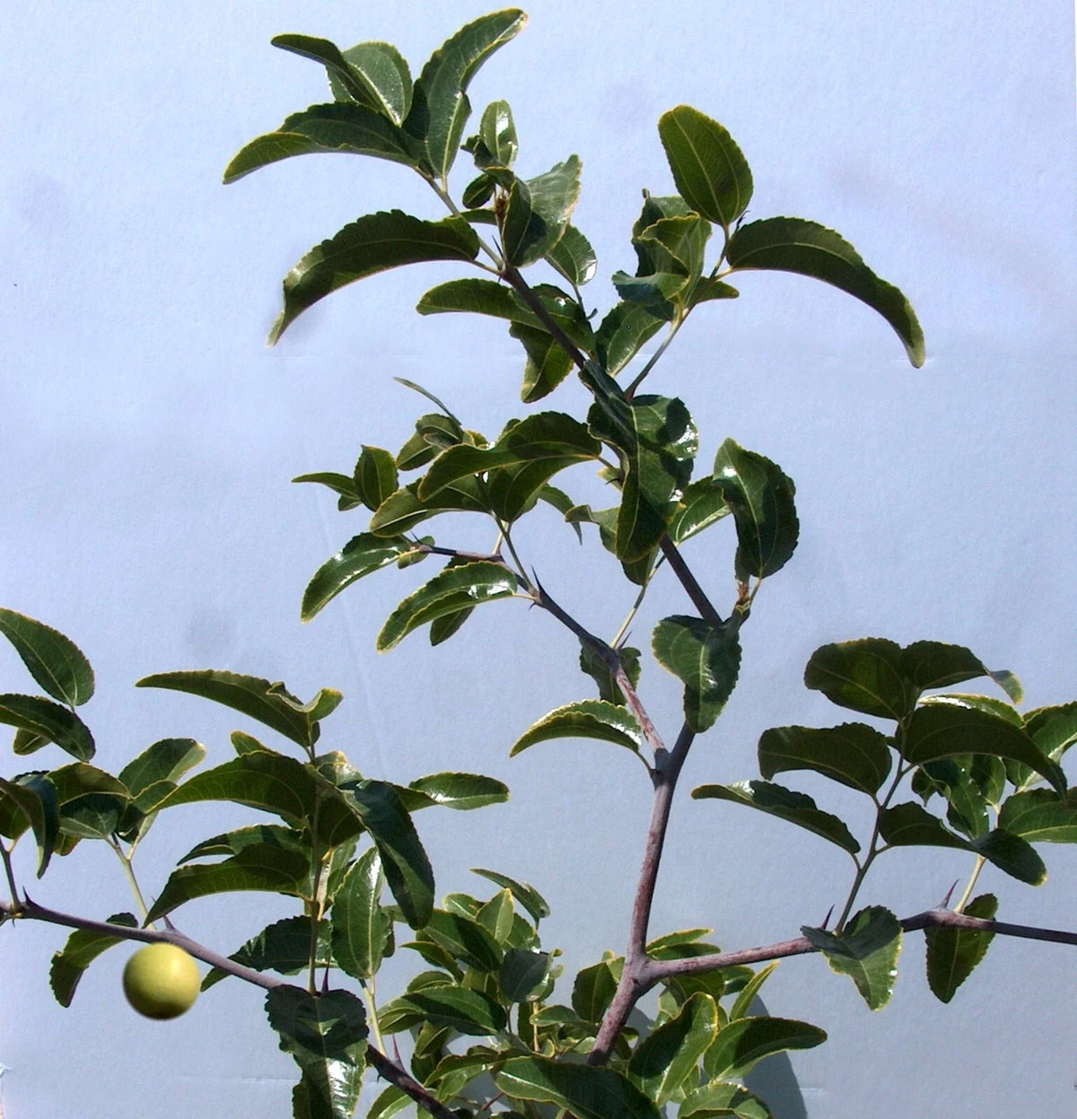 Sugar Cane Jujube Tree Cutting 8" Thin Graft Scion (No Root) - Ziziphus jujuba, Variety T606A