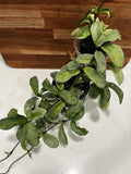 Hoya Carnosa 'Grey Ghost' Rooted Cutting - Rare Houseplant, Unique Variegation, Indoor Plant, Easy Care