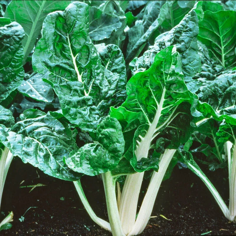 Swiss Chard Seeds 50+ Seeds Lucullus Variety Beta vulgaris subsp. cicla for Home Gardening