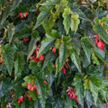 Angel Wing Begonia Starter Plant, Lois Burke Variety, Rooted House Plant, Perfect for Indoor Gardening