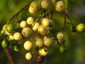Chinaberry Tree Seeds - 20 Pack for Planting - Melia Azedarach - Pride Variety