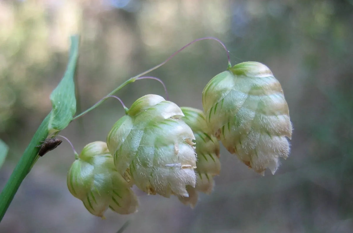 Quaking Grass Seeds | 200+ Ornamental Cutting Seeds | Brixa Maxima | Free Shipping