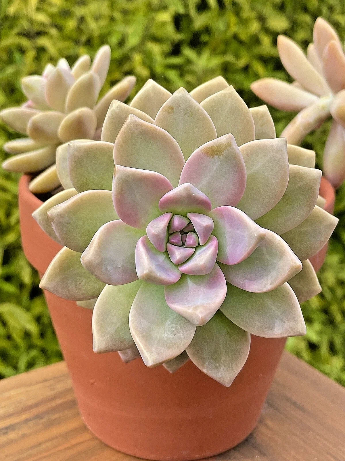 Graptosedum Ghosty Succulent Cutting 3-Inch Rare Live Plant (One Head) - Unique Cactus for Indoor Decor and Gardening