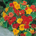Nasturtium Seeds - Alaska Mix - Heirloom Non-GMO Edible Flowers & Leaves - Tropaeolum majus