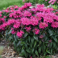 Berry Bee Balm Seeds - 100 Pack - Hummingbird Flower Seeds - Monarda didyma - US 1314